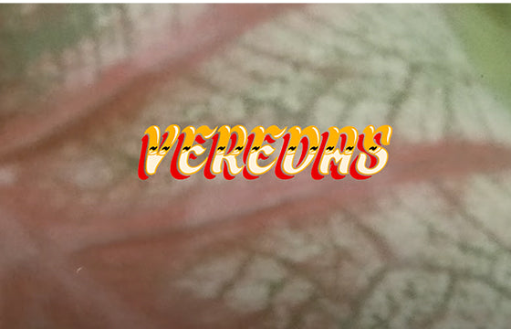 Converse CONS' "Veredas" Video