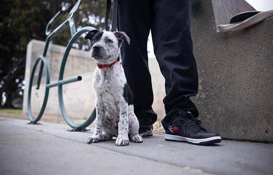 Nike SB Wasted Youth